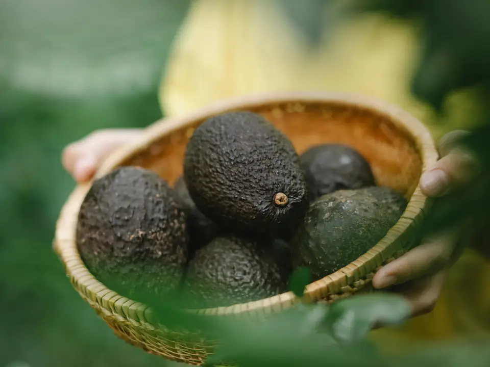 Aguacates Hass maduros de piel granulada casi negra en una cesta de bambú sostenida con las dos manos, sobre el verde desenfocado de un huerto.