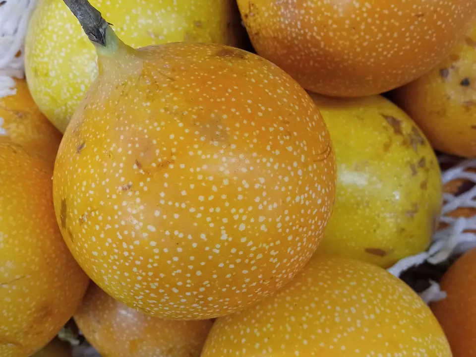 Granadillas maduras apiladas a granel, de cáscara lisa y brillante amarillo anaranjada con pequeños puntos blancos y pedúnculos largos, entre mallas protectoras blancas