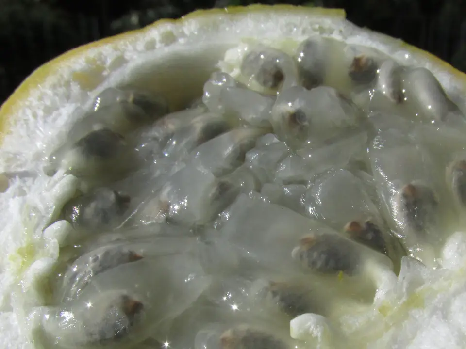Primer plano de media granadilla abierta con la pulpa gris translúcida, semillas oscuras envueltas en arilos y el mesocarpio blanco esponjoso bajo el borde amarillo de la cáscara