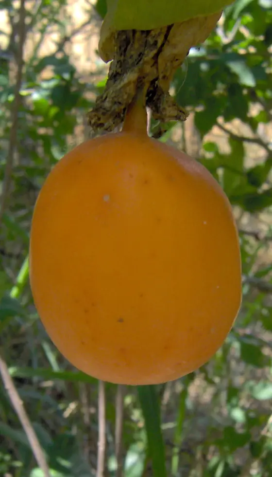 Granadilla madura de cáscara anaranjada y lisa que cuelga de su tallo, entre ramas y hojas iluminadas por el sol