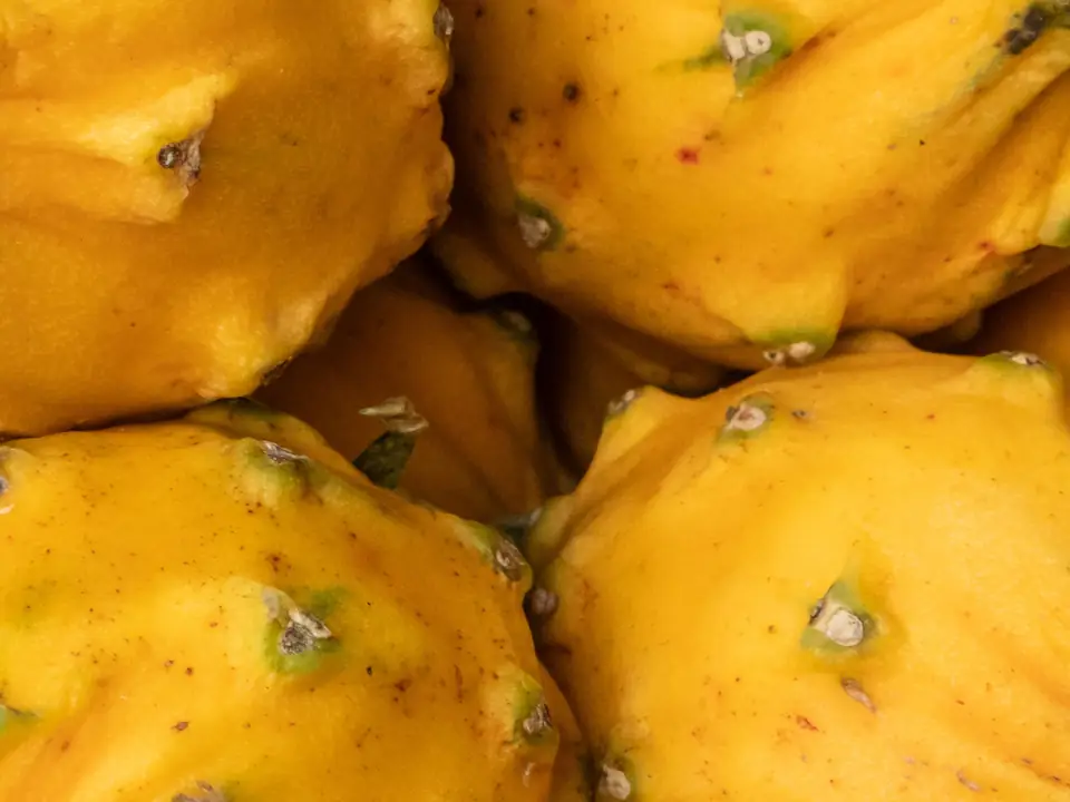 Primer plano de pitahayas amarillas enteras apiladas, con piel amarilla brillante, tubérculos marcados y pequeñas areolas con base verde.