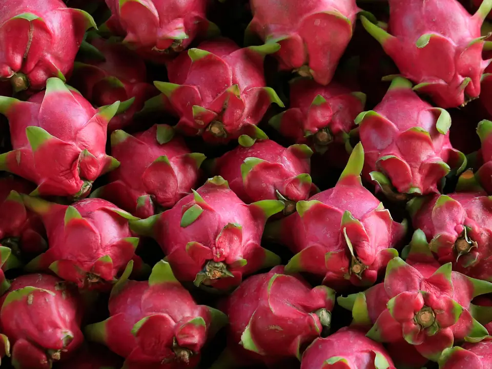 Pitahayas rojas enteras apiladas a granel, con piel magenta y brácteas de puntas verdes.