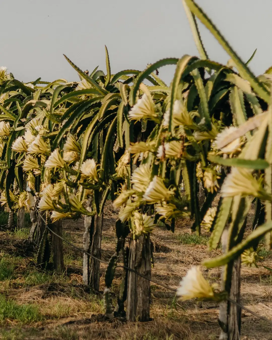 Hilera de plantas de pitahaya en flor sobre postes de madera a la derecha del cuadro, junto a un camino de tierra con pasto que se pierde al fondo bajo un cielo claro